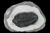 Coltraneia Trilobite Fossil - Huge Faceted Eyes #165839-1
